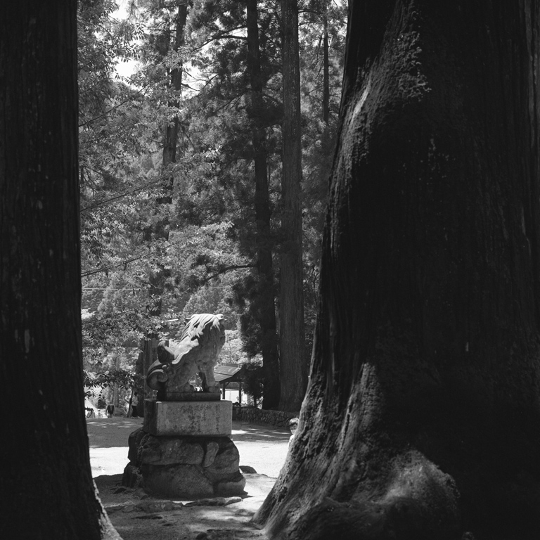 大木の間から見える狛犬