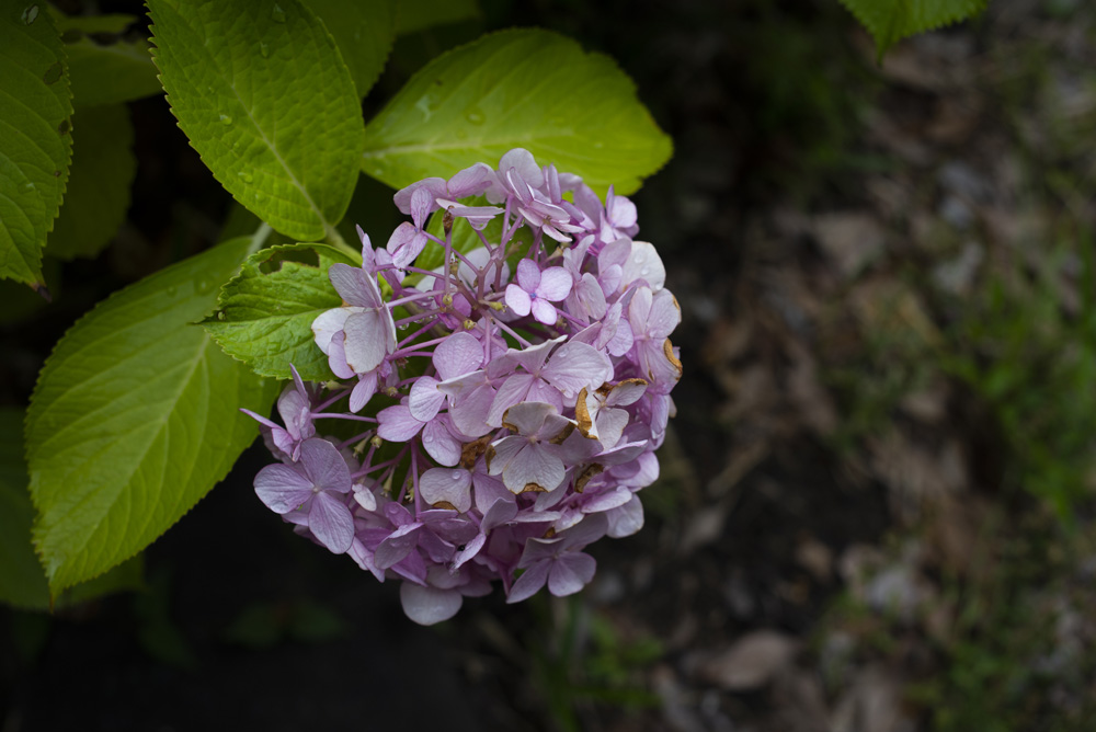 紫陽花