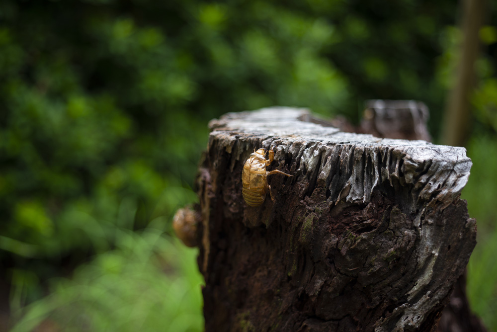 セミの抜け殻
