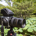 昨年と同じ場所でHasselBlad500C/Mを使って蓮の花を撮影してきた
