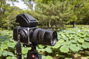昨年と同じ場所でHasselBlad500C/Mを使って蓮の花を撮影してきた