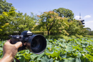 京都市の世界遺産、東寺の5重の塔を見に行って撮影してきた
