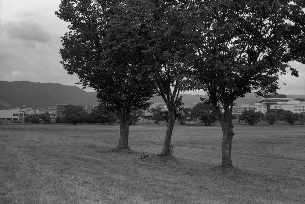 第二次大極殿跡に生える木