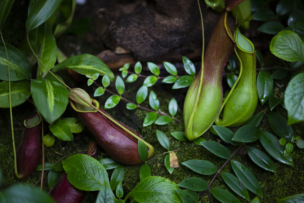 食虫植物1