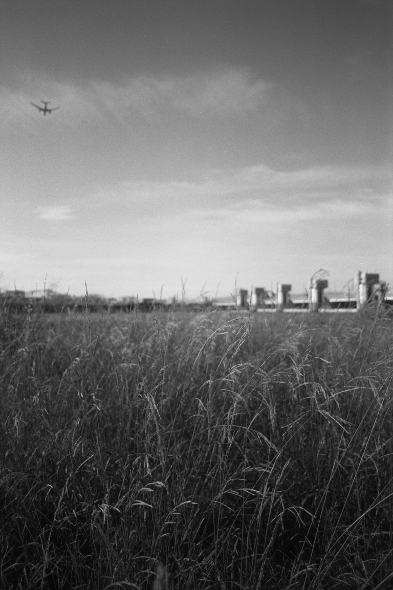 河川敷の草むら