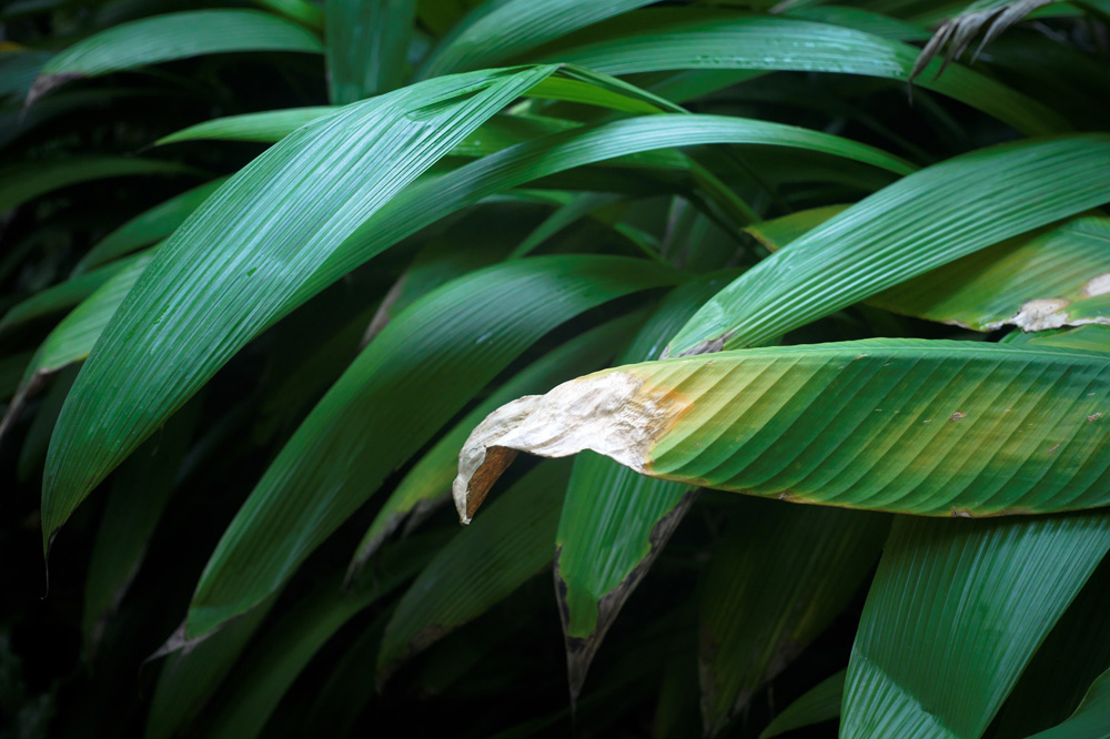 熱帯の植物の葉