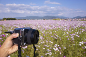 奈良県橿原市の藤原宮跡に行ってコスモスを撮影してきた