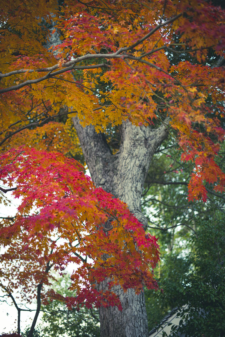 紅葉