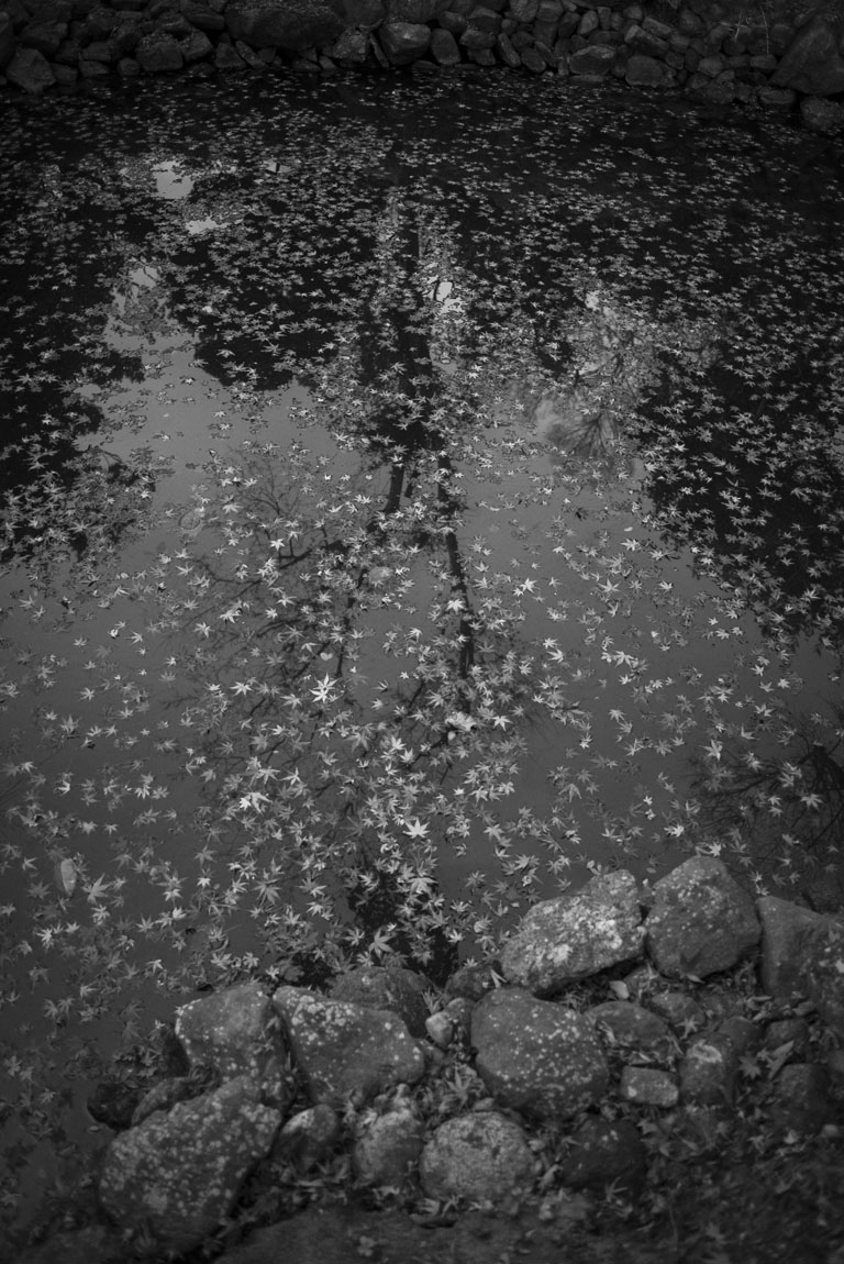 池の落ちた紅葉の葉