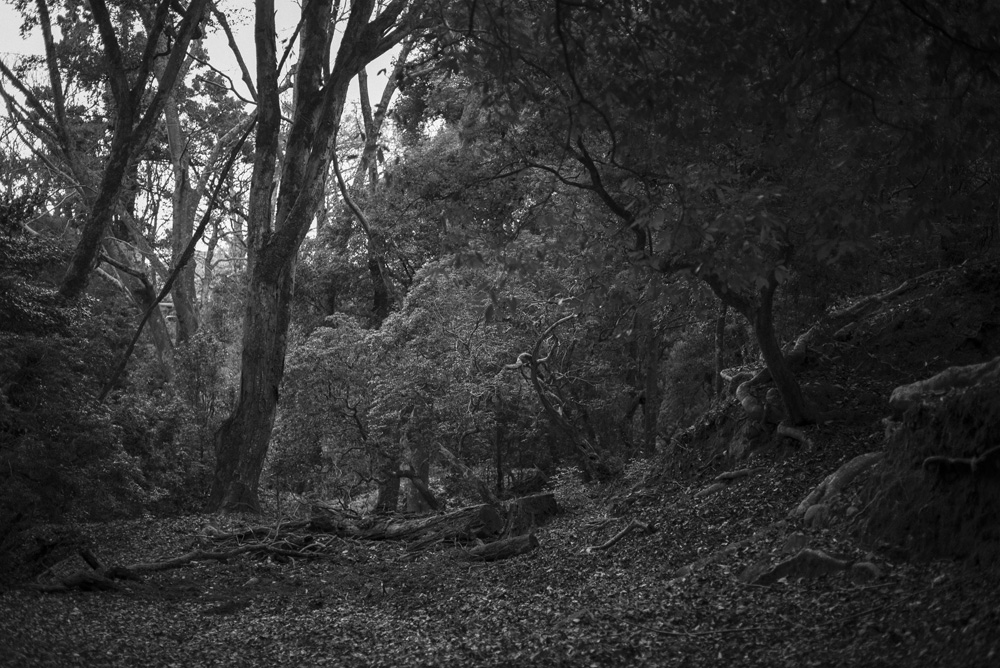 中の禰宜道の森の風景1