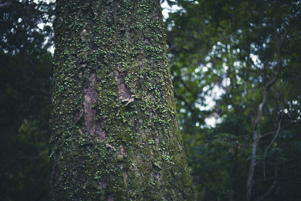 春日大社へ向かう中の禰宜道を歩いて写真撮影してきた