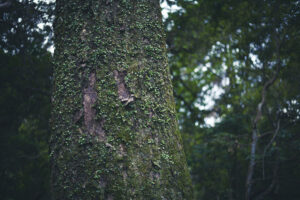 春日大社へ向かう中の禰宜道を歩いて写真撮影してきた