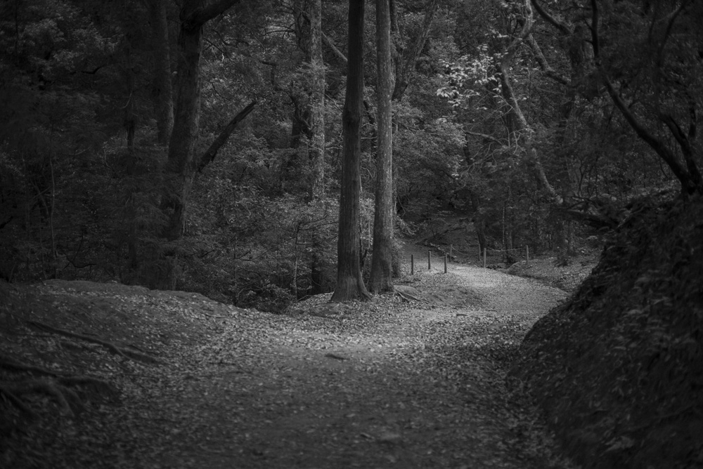 中の禰宜道の森の風景3