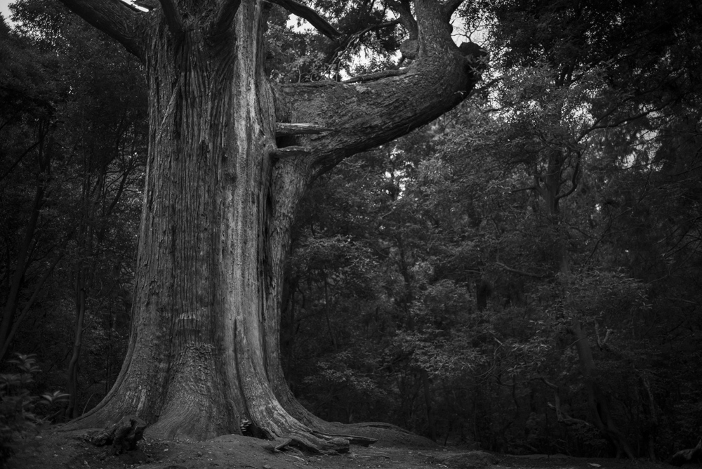 中の禰宜道の森の風景2