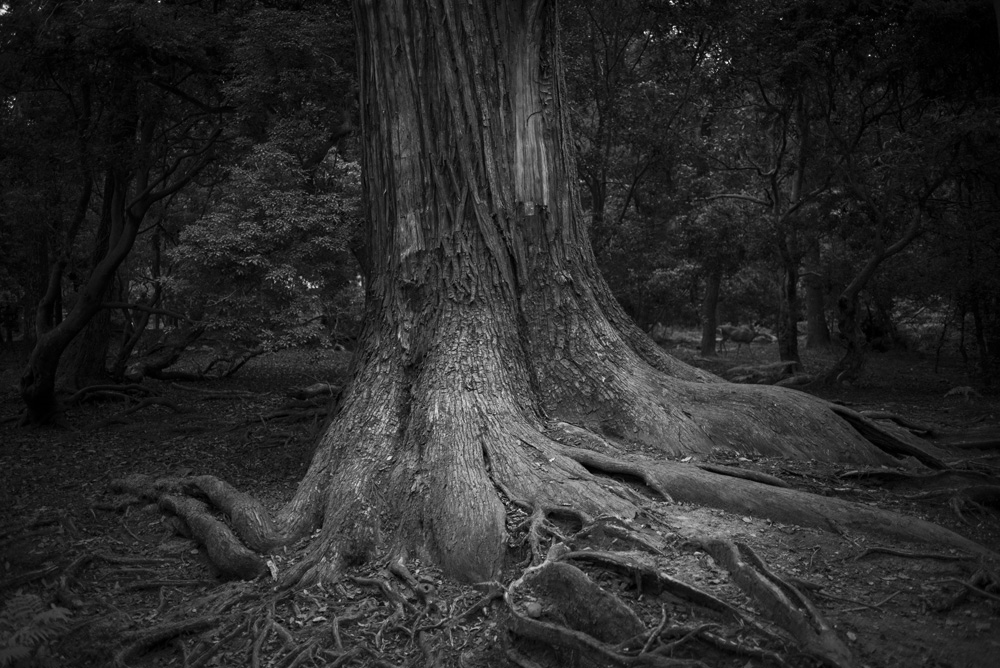 中の禰宜道の森の風景4
