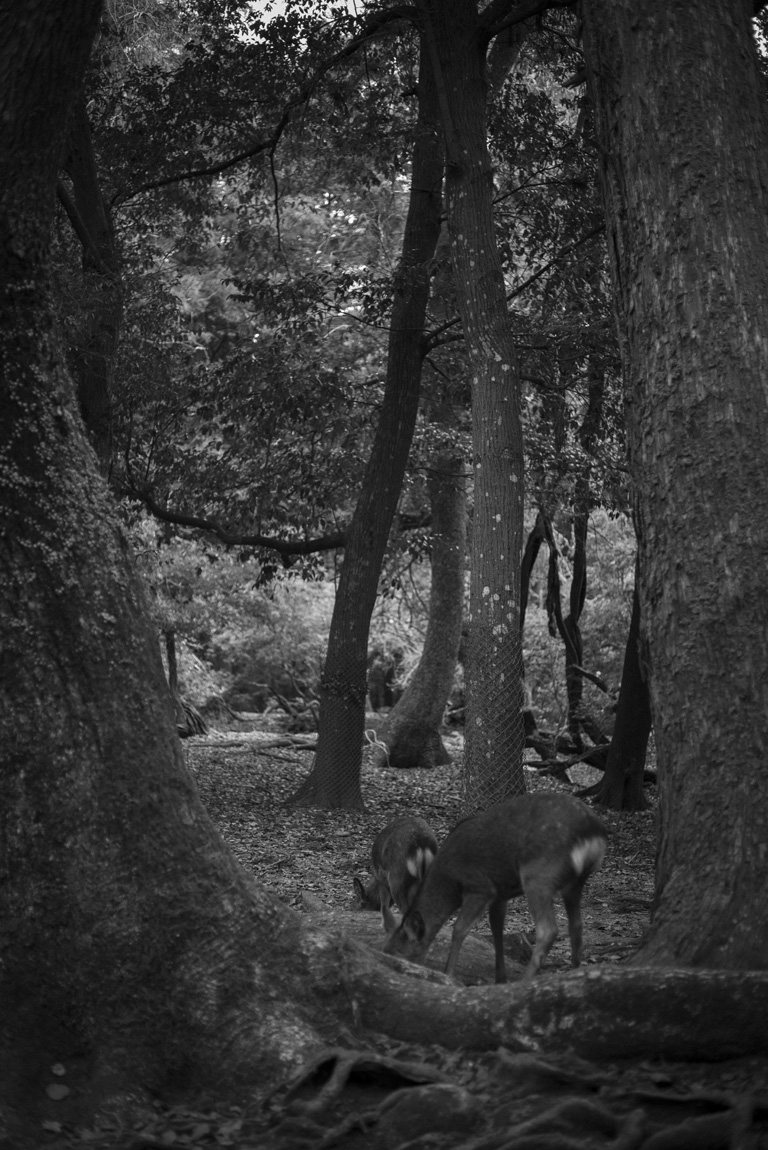 中の禰宜道の森の風景5