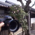 奈良市の重要文化財の建造物である今西家書院に見学に行ってきた