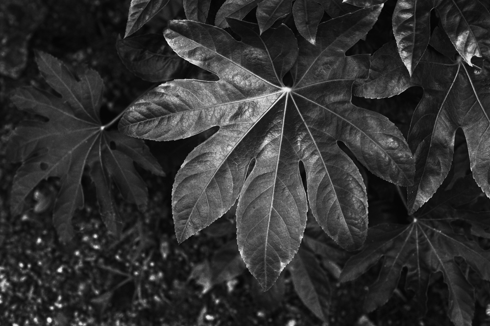 ライカ R6.2の作例4