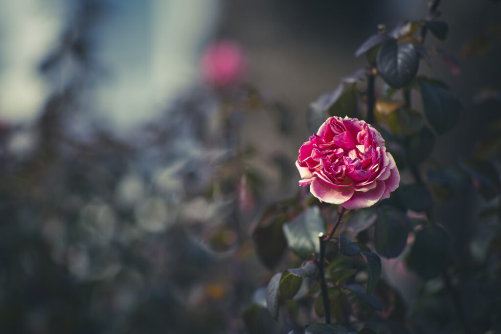 大阪市北区の中之島バラ園のバラを望遠レンズで撮影してきた