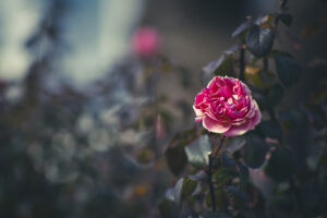 大阪市北区の中之島バラ園のバラを望遠レンズで撮影してきた