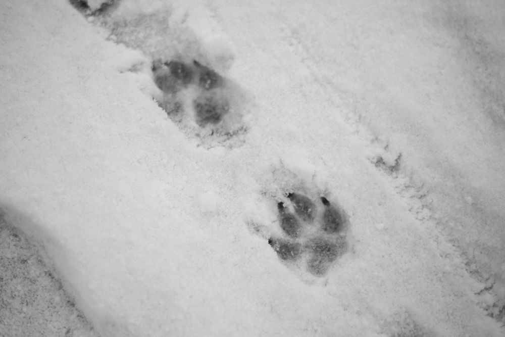 雪に残る犬の足跡