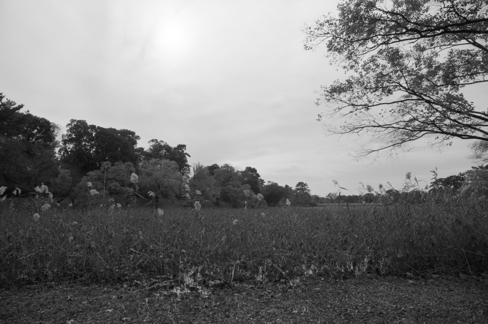 服部緑地公園内の池