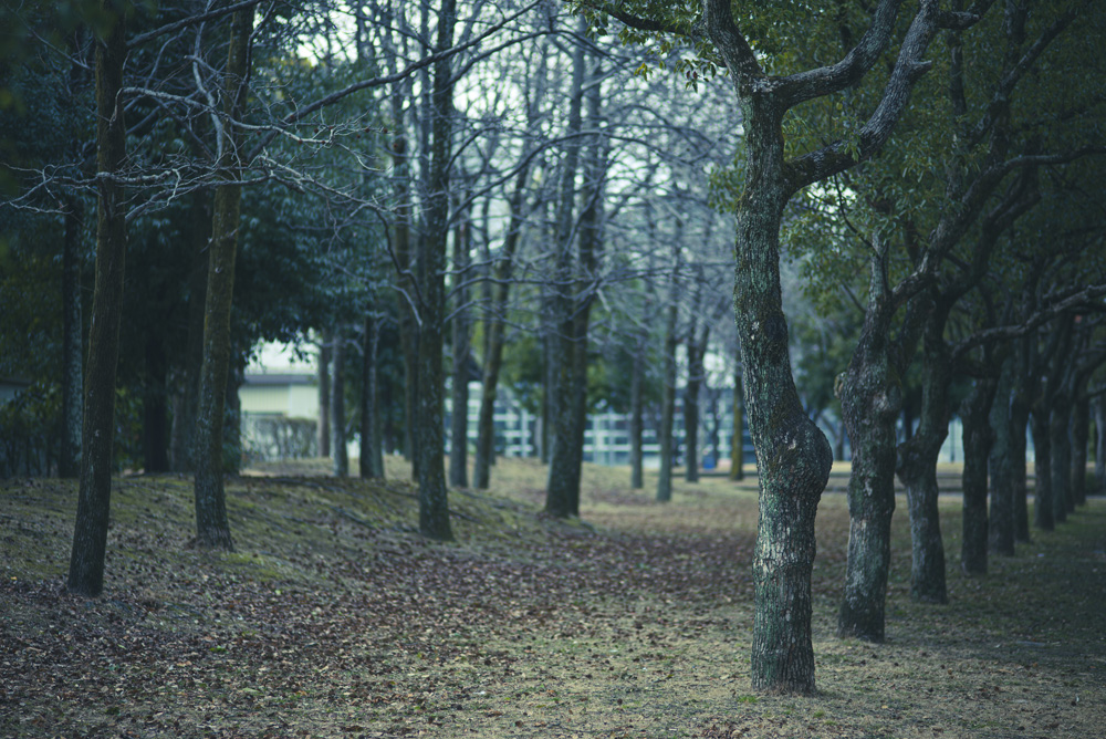 公園内の木々