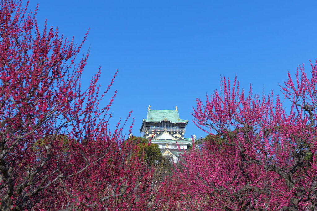 大阪城の梅園が見頃になったのでHasselblad907Xで撮影してきた