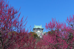 大阪城の梅園が見頃になったのでHasselblad907Xで撮影してきた