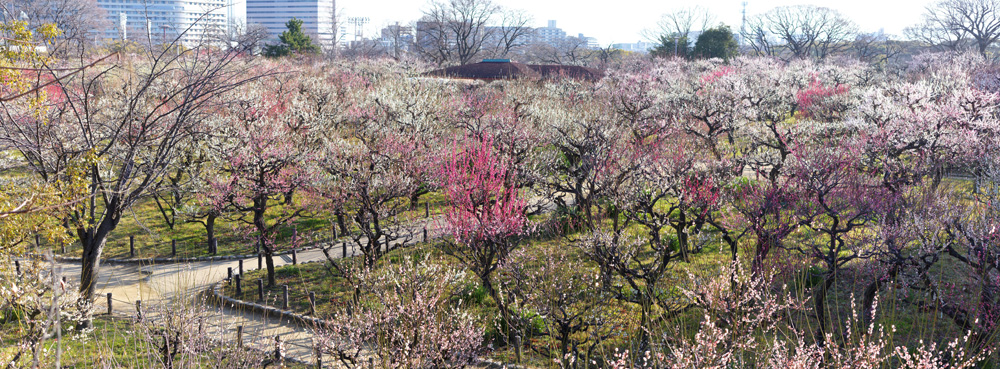 大阪城の梅林の風景1