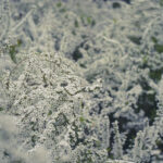大阪城公園の桃園へ行って桃の花と雪柳を撮影してきた