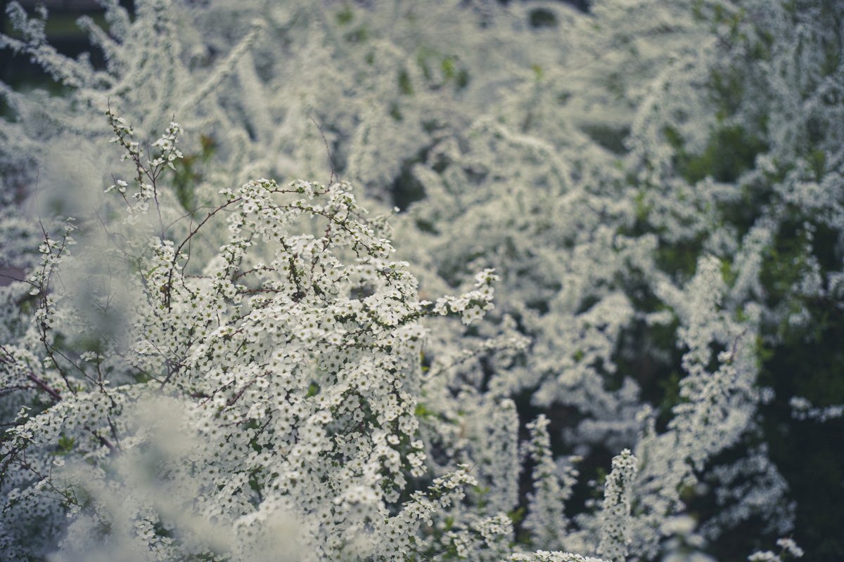 大阪城公園の桃園へ行って桃の花と雪柳を撮影してきた