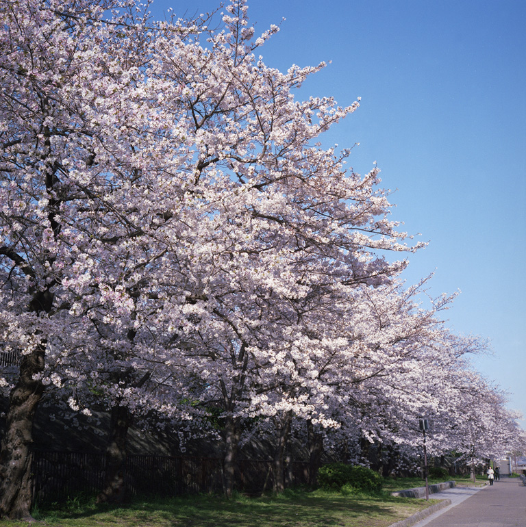 桜並木