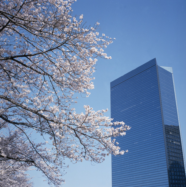 高層ビルと桜