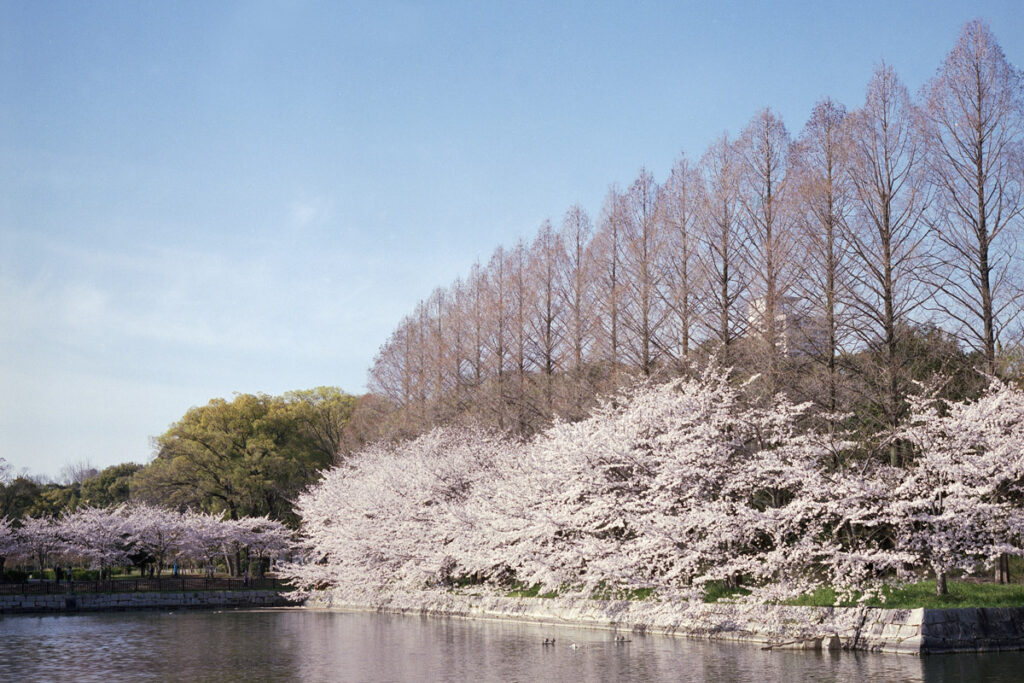 ローライフレックス2.8Fを持って大阪城公園の桜を撮影してきた