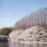 ローライフレックス2.8Fを持って大阪城公園の桜を撮影してきた