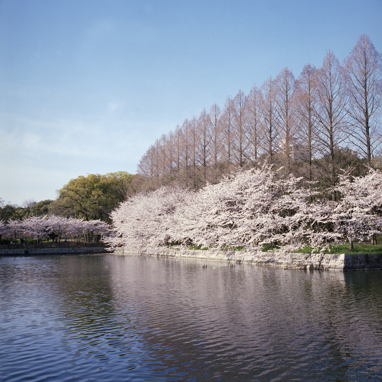 大阪城東外濠の桜