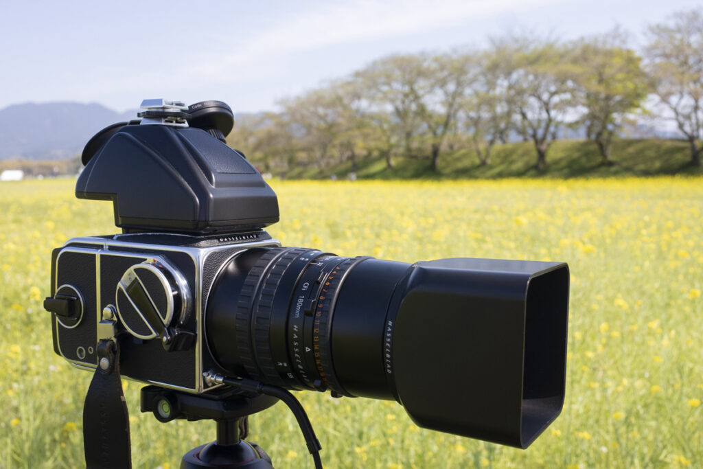 奈良県橿原市の藤原宮跡菜の花花園へ行って撮影してきた