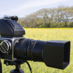 奈良県橿原市の藤原宮跡菜の花花園へ行って撮影してきた