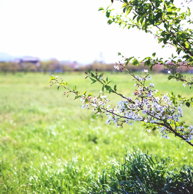 藤原宮跡菜の花花園の桜