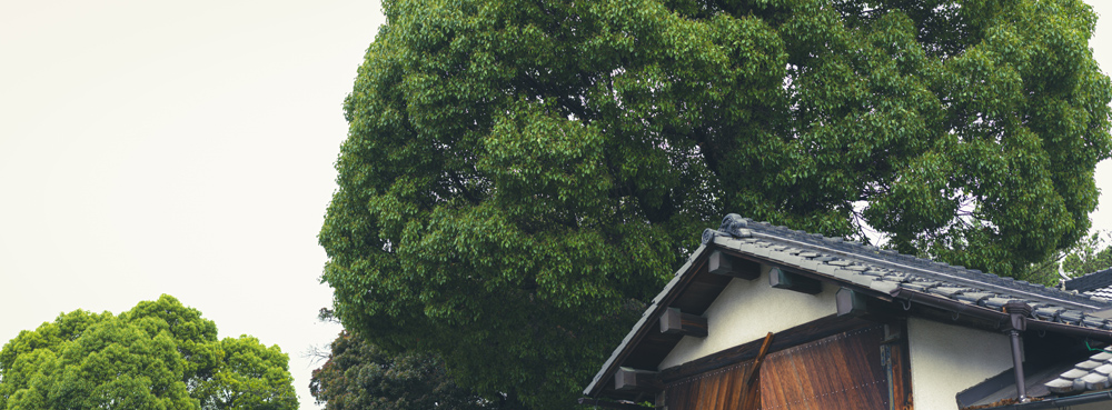長野神社の木