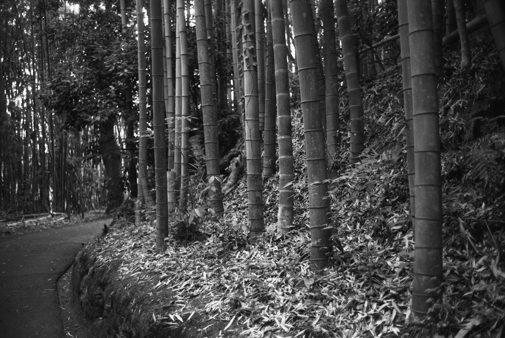 境内の竹林
