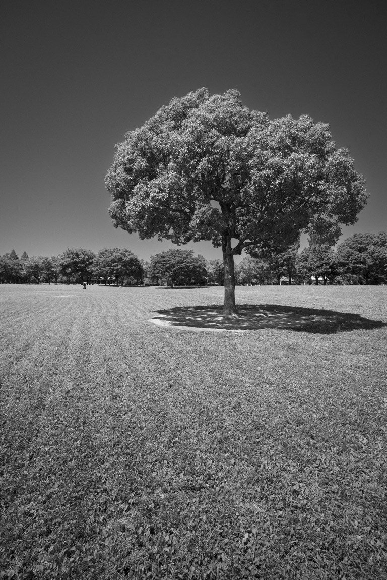 鶴見緑地公園内の風景5