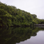昔釣りをして遊んだ明治池公園に行き記憶をたどり撮影してきた