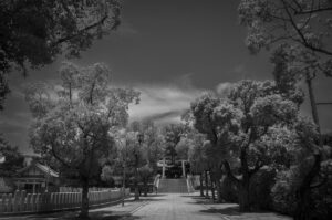 大阪府堺市の百舌鳥八幡宮に行って二眼レフで写真を撮影してきた