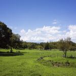 Rolleiflex2.8FにMuter0.7xを付けて大仙公園に写真を撮りに行ってきた