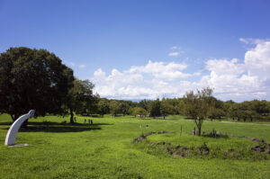 Rolleiflex2.8FにMuter0.7xを付けて大仙公園に写真を撮りに行ってきた
