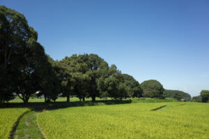 奈良県の明日香村周辺を歩いて回り写真撮影を楽しんできた