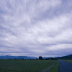 天候の悪いところを藤原宮跡のコスモス畑を撮影してきた