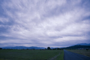 天候の悪いところを藤原宮跡のコスモス畑を撮影してきた